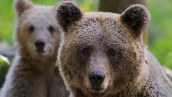 Free closeup photo of two brown bears in a green background hd animals wallpaper download