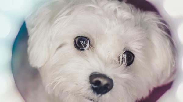 Free closeup photo of white maltese puppy hd animals wallpaper download