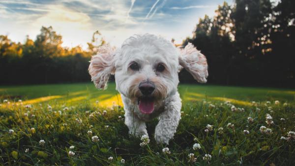 Free closeup photo of white medium coated puppy running on grass field during daytime hd animals wallpaper download