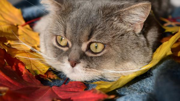 Free closeup photo of yellow eyes brown cat hd cat wallpaper download