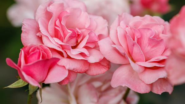 Free closeup pink rose photo in a blur background 4k hd flowers wallpaper download