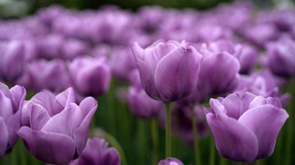 Free closeup purple tulip photo in a blur background hd flowers wallpaper download