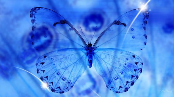 Free closeup view of blue butterfly hd butterfly wallpaper download