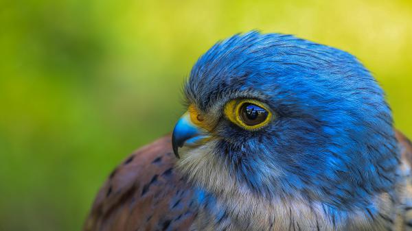 Free closeup view of blue peregrine falcon in green background hd birds wallpaper download