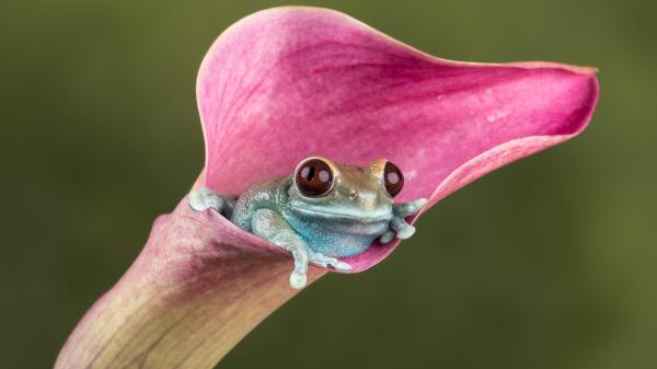 Free closeup view of frog on a pink calla lily in green blur background 4k hd animals wallpaper download