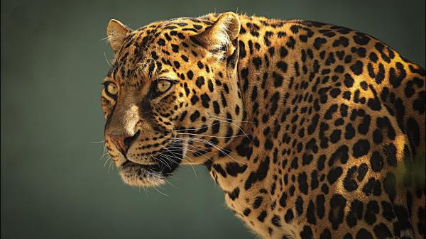 Free closeup view of leopard in blur background hd animals wallpaper download