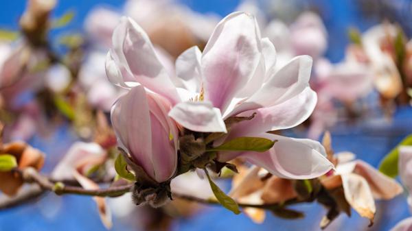 Free closeup white blossom magnolia flowers hd magnolia wallpaper download