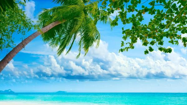 free cloudy blue sky above sea with leaning coconut tree in front hd beach wallpaper download