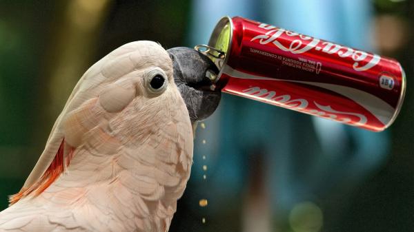 Free cockatoo parrot is drinking coca cola hd animals wallpaper download