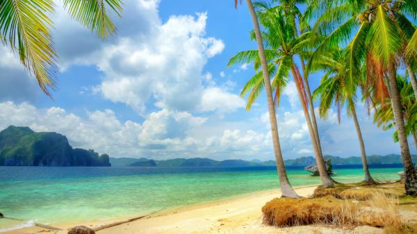 free coconut trees on beach sand with landscape of green covered mountain in the middle of the sea 4k hd beach wallpaper download