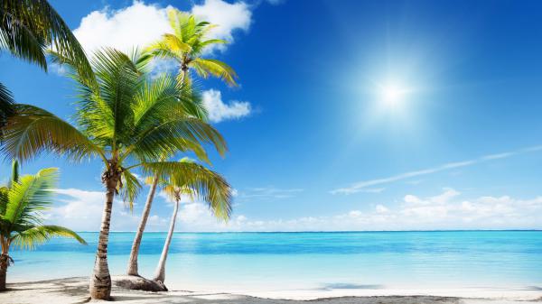 free coconut trees on white beach sand near body of water during sunny time hd beach wallpaper download