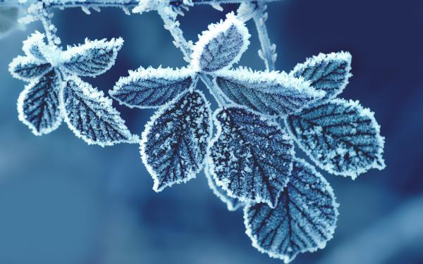 Free cold leaves wallpaper download