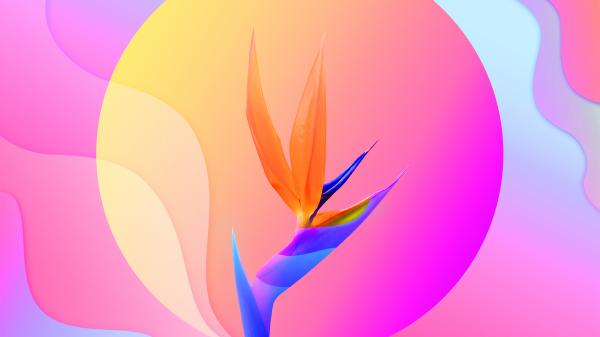 Free colorful abstract flower 4k wallpaper download