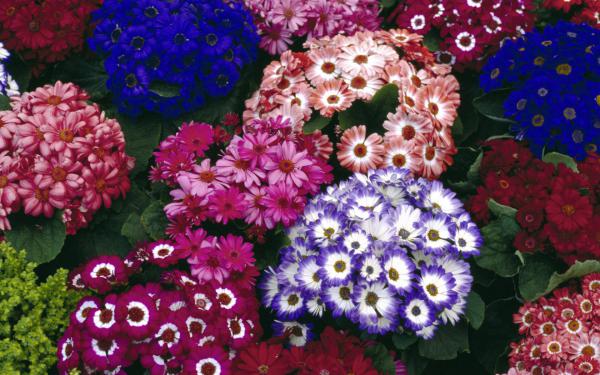 Free colorful cinerarias wallpaper download