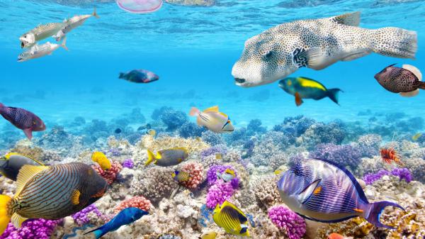 Free colorful coral and fishes under blue sea hd animals wallpaper download