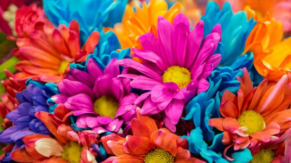 Free colorful flowers 4k wallpaper download