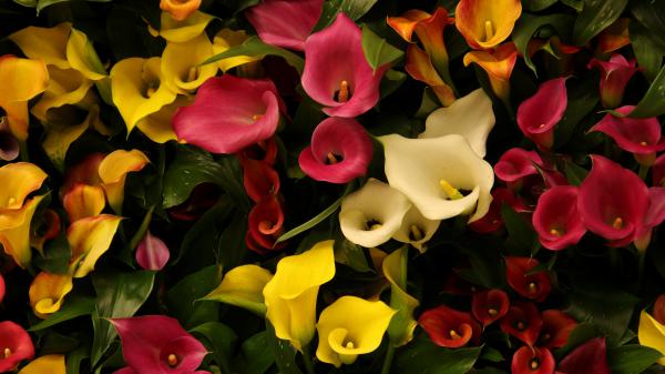 Free colorful flowers 5k wallpaper download