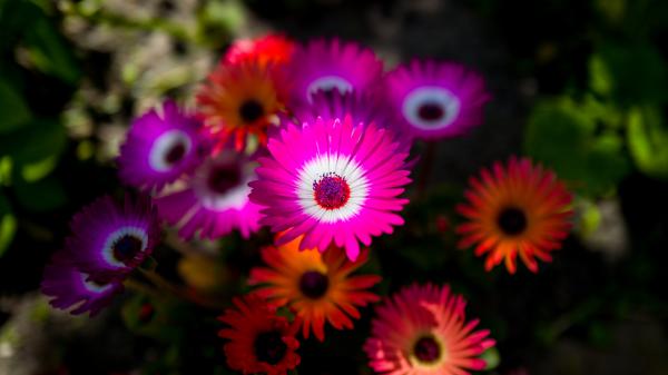 Free colorful flowers bloom 5k wallpaper download