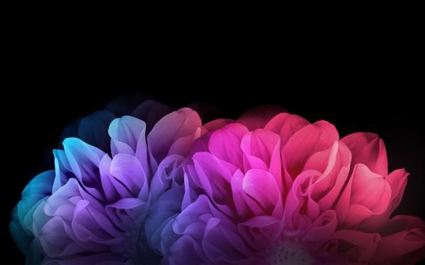 Free colorful flowers dark background wallpaper download