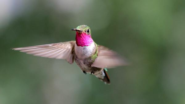 Free colorful flying hummingbirds hd birds wallpaper download