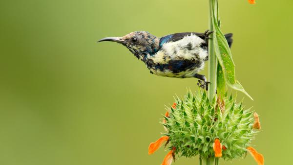 Free colorful hummingbird is on plant stem in green background hd animals wallpaper download