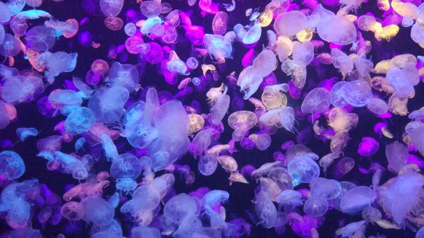 Free colorful jellyfishes 4k wallpaper download