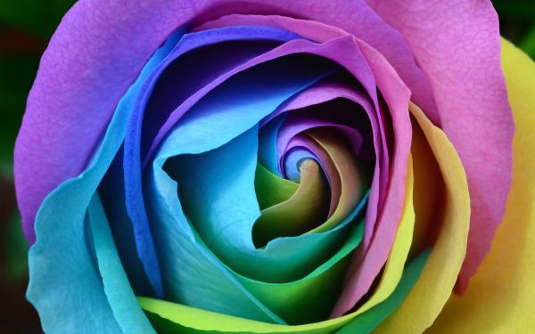 Free colorful rose 4k wallpaper download