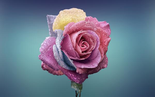 Free colorful rose wallpaper download