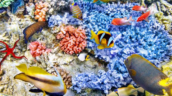 Free colorful shoal of fish near blue coral reefs hd animals wallpaper download