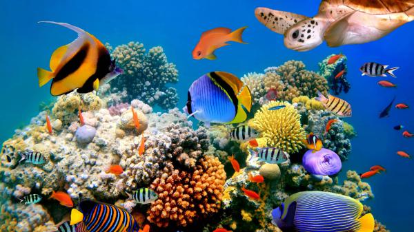 Free colorful shoal of fish swimming near coral reefs hd animals wallpaper download