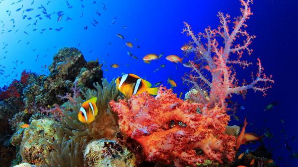 Free colorful shoal of fish swimming near coral reefs under sea hd animals wallpaper download