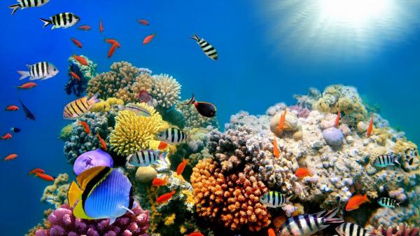 Free colorful shoal of fishes near coral reefs under sea hd animals wallpaper download