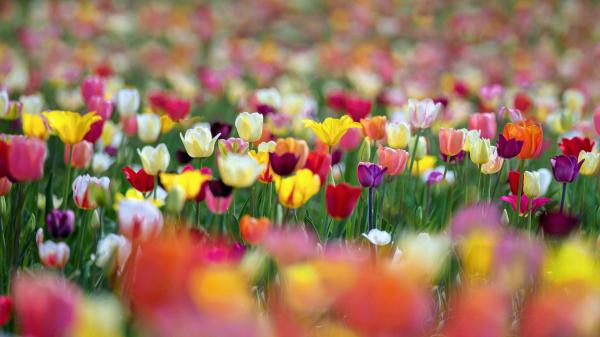 Free colorful spring tulip flowers in blur background hd flowers wallpaper download