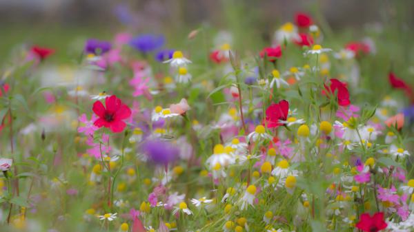 Free colorful summer flowers in a blur background hd flowers wallpaper download