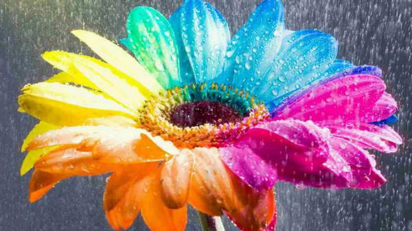 Free colorful sunflower during raining hd flowers wallpaper download