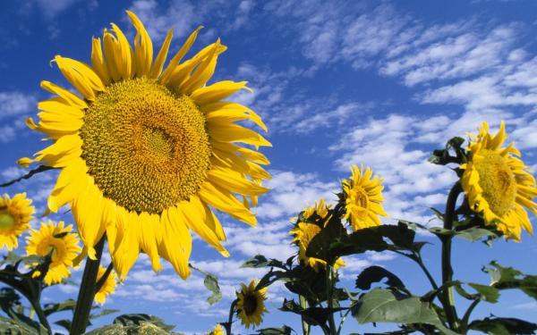 Free colorful sunflowers wallpaper download