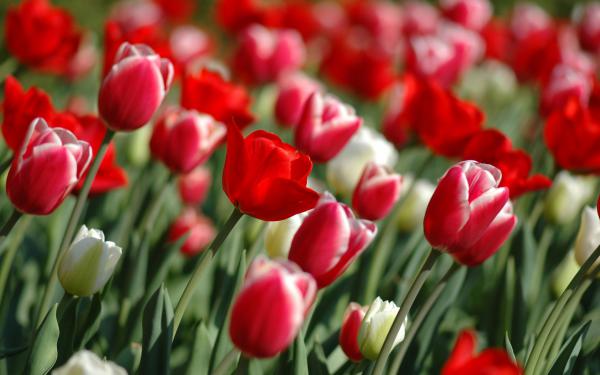 Free colorful tulips wallpaper download