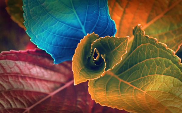 Free colors of leaves wallpaper download