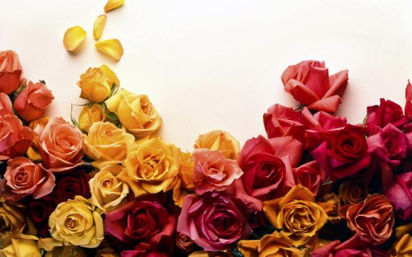 Free colors of roses wallpaper download