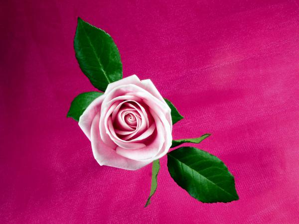 Free cool pink rose wallpaper download