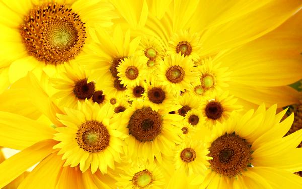 Free cool sunflowers wallpaper download