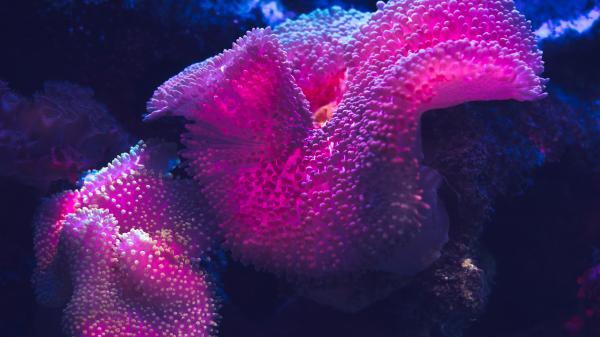 Free coral reef 5k wallpaper download