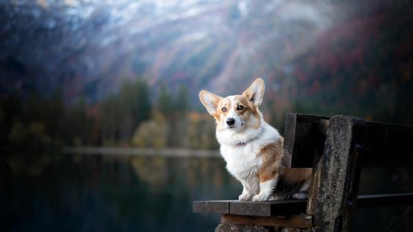 Free corgi pet dog is sitting on wooden bench 4k 5k hd animals wallpaper download