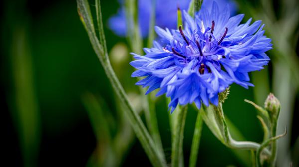 Free cornflower closeup photo 4k hd flowers wallpaper download