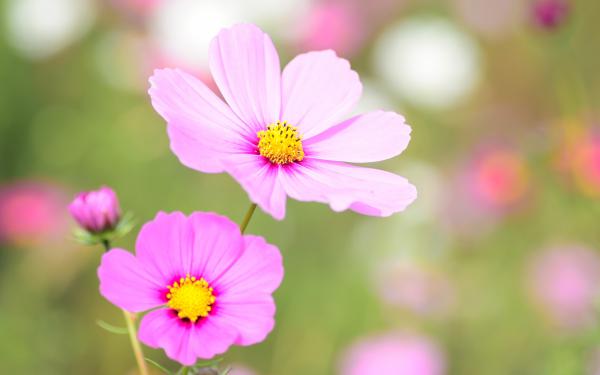 Free cosmea floral bloom wallpaper download