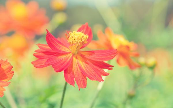 Free cosmos autumn flower wallpaper download