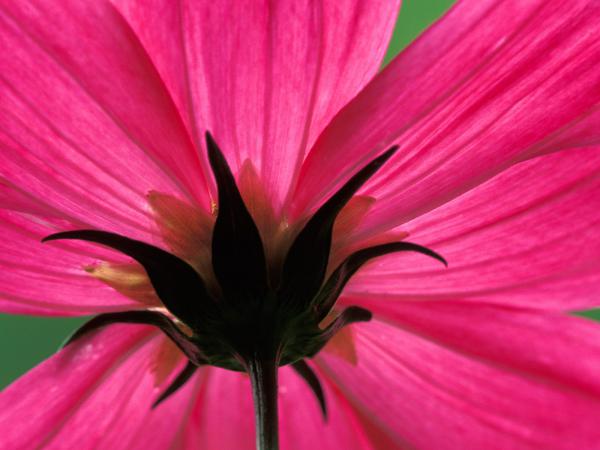 Free cosmos flower wallpaper download