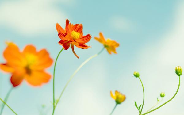 Free cosmos flowers wallpaper download