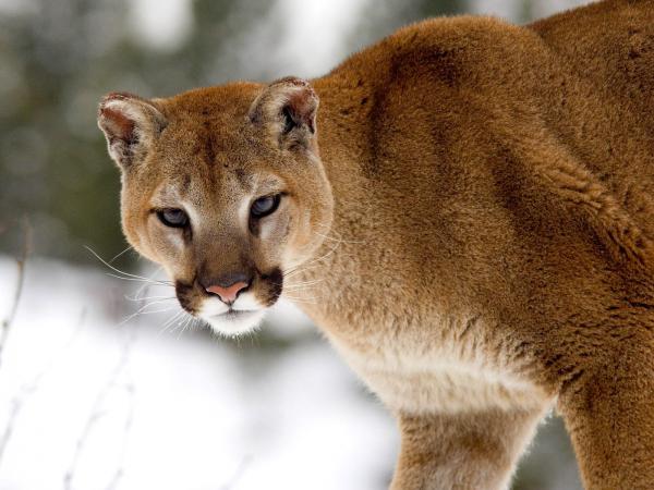 Free cougar in winter montana wallpaper download