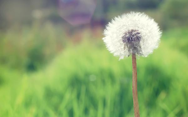 Free countryside dandelion wallpaper download